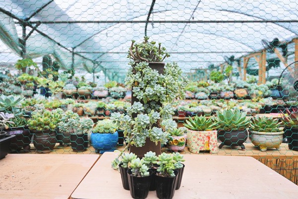 앞에 놓인 천원짜리 다육이 열댓개로 만든 작품.