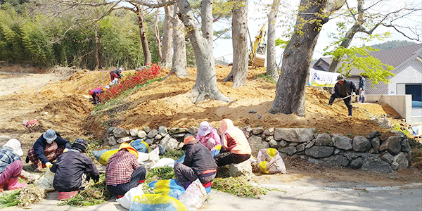 모악리상생발전모임 맥문동심기