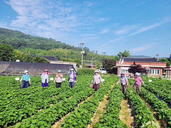 묘량 장동마을 고구마텃밭 작업 중