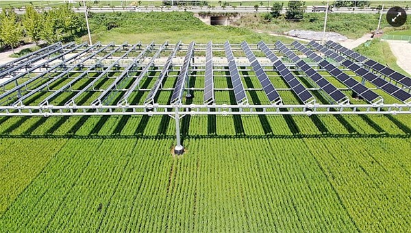 영농형 태양광 발전사업 전경